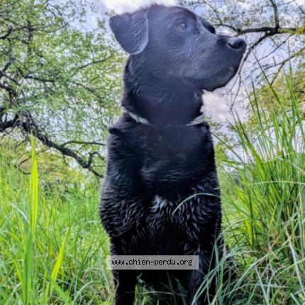 Photo 1/1 Dog reunited Lost in Cavaillon