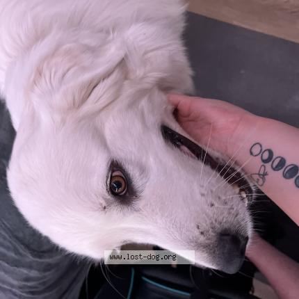 Photo 1/1 Reunited dog Found in Glen Burnie