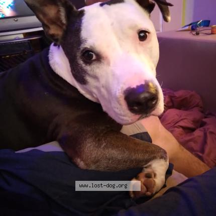 Picture of dog lost at Ballard Utah