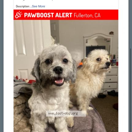 Picture of dog lost at Fullerton