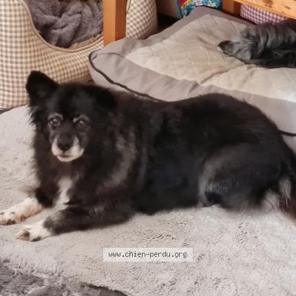 Photo 1/1 Lady Chien lost in Isigny le buat