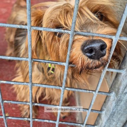 Photo 1/1 Found dog Found in Perpignan