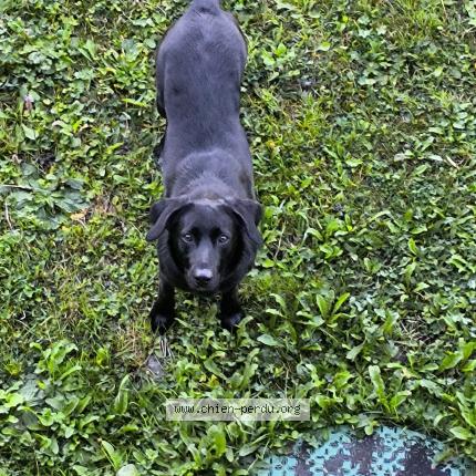 Photo 1/1 Found dog Found in Les arc 1600