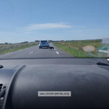 Photo 1/1 Found dog Found in Arles