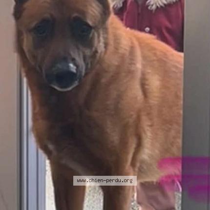 Photo 1/1 Blacky Chien lost in Les bons villers