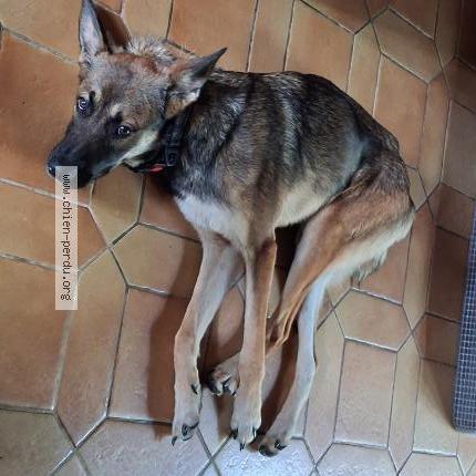 Photo 1/1 Found dog Found in Vesdun