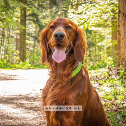 Photo 1/1 Vasko Chien lost in Reipertswiller