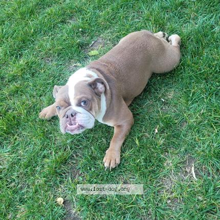 Picture of dog lost at Anaheim