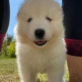 Picture of dog lost at Auzielle