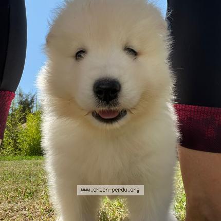 Photo 1/1 Axurit Chien lost in Auzielle