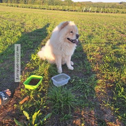 Photo 1/1 Found dog Found in Asnieres sur nouere