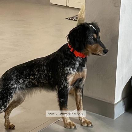 Photo 1/1 Canelle Chien lost in Monts