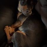 Picture of dog lost at Epercieux St Paul