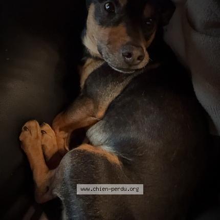 Photo 1/1 Rox Chien lost in Epercieux st paul