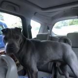 Tyson