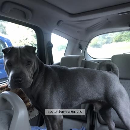 Foto 1/1 Tyson Hond vermist in Liege