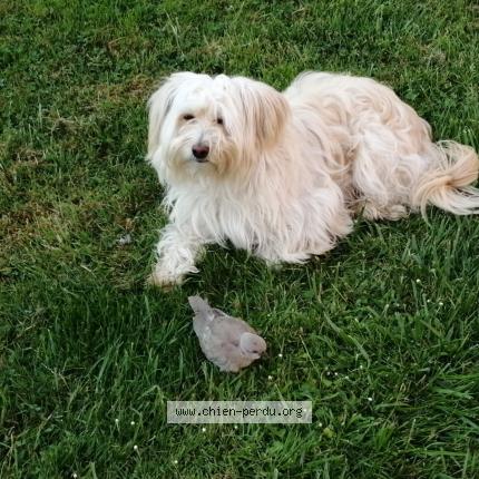 Photo 1/1 Rumba Chien lost in Tour en sologne