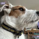 Picture of dog lost at Calais