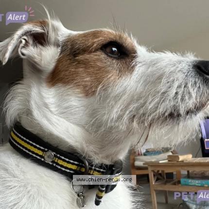 Photo 1/1 Peps Chien lost in Calais