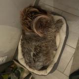 Picture of dog lost at Saiguede