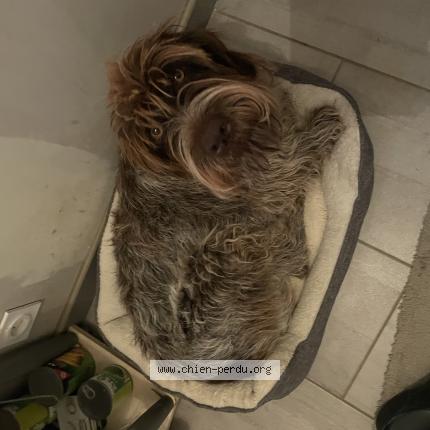 Photo 1/1 Telma Chien lost in Saiguede