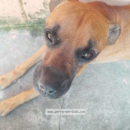 Photo 1/1 Coco Dog lost in San salvador