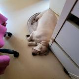 Picture of dog lost at Marly Le Roi