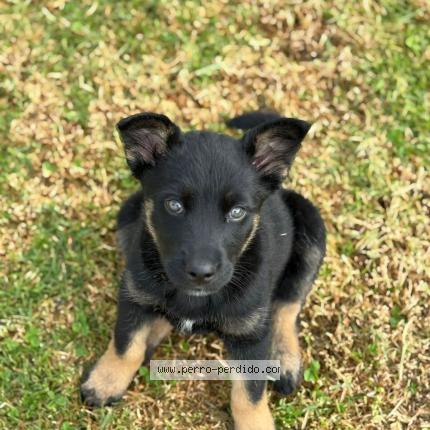 Photo 1/1 Balto Chien lost in Cuenca