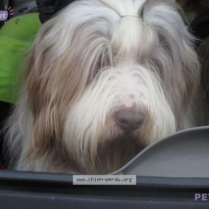 Photo 1/1 Dog reunited Lost in Ploneour lanvern