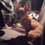 Picture of dog found at Pertuis La Bastidonne