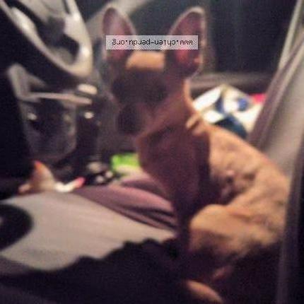 Photo 1/1 Found dog Found in Pertuis la bastidonne