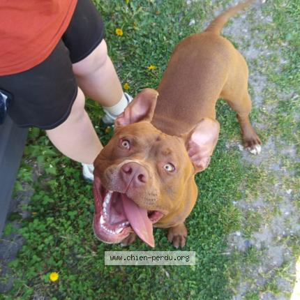 Photo 1/1 Batman Chien lost in Glos sur risle