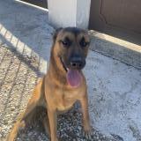 Picture of dog found at Mazan