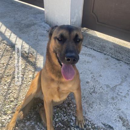 Photo 1/1 Found dog Found in Mazan