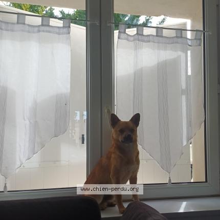 Photo 1/1 Found dog Found in Cire d aunis