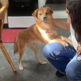 Picture of dog lost at Bayonne