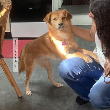 Photo 1/1 Koda Chien lost in Bayonne