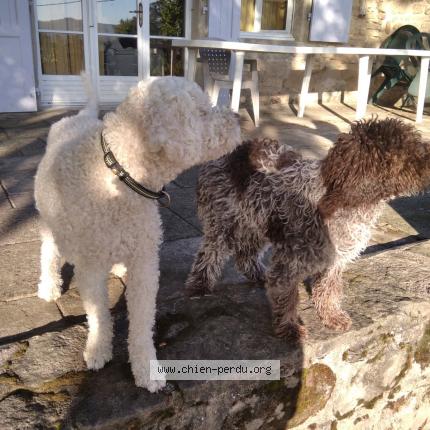 Photo 1/1 Tacos Dog lost in Peyrins