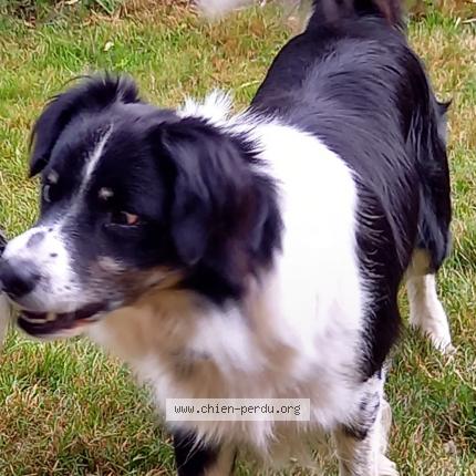 Photo 1/1 Nouki Chien lost in Rejaumont