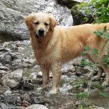 Picture of dog lost at Biviers