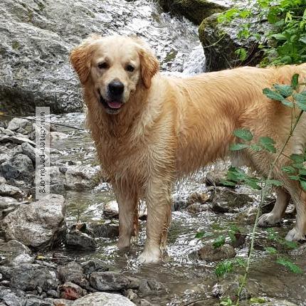 Photo 1/1 Mooc Chien lost in Biviers