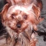 Picture of dog lost at Souligonne