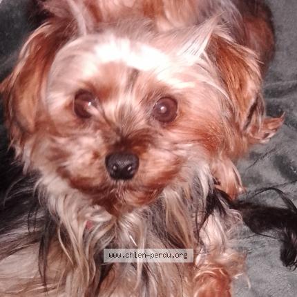 Photo 1/1 Aslan Chien lost in Souligonne