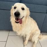 Picture of dog lost at Huisseau Sur Mauves