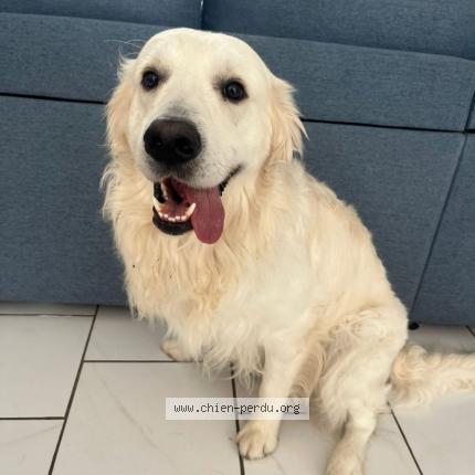 Photo 1/1 Looky Chien lost in Huisseau sur mauves