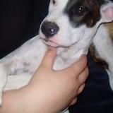 Picture of dog lost at Sceaux Du Gatinais