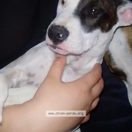 Photo 1/1 Milah Chien lost in Sceaux du gatinais