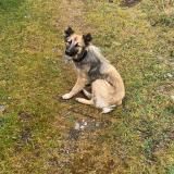 Picture of dog lost at Arudy