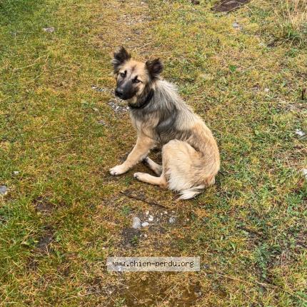 Photo 1/1 Vodka Chien lost in Arudy