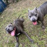 Picture of dog lost at Toulouse